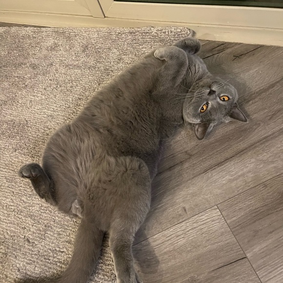 Meet your Posher, Audriana - Picture 3 of 4